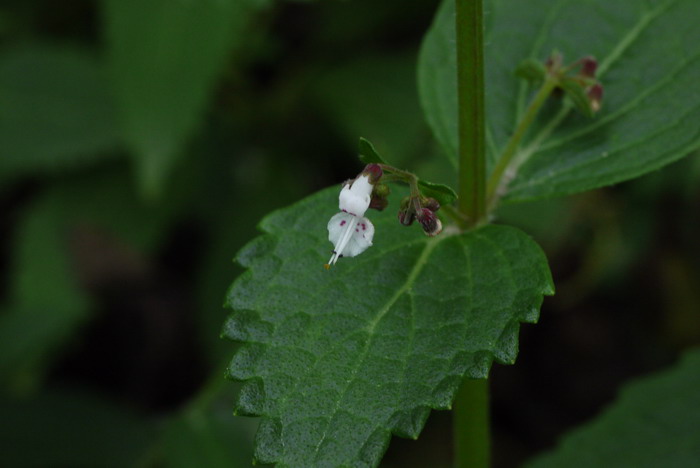 溪黄草Rabdosia serra 溪黄草Rabdosia serra