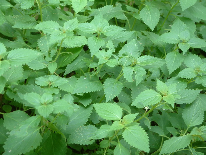 溪黄草Rabdosia serra 溪黄草Rabdosia serra
