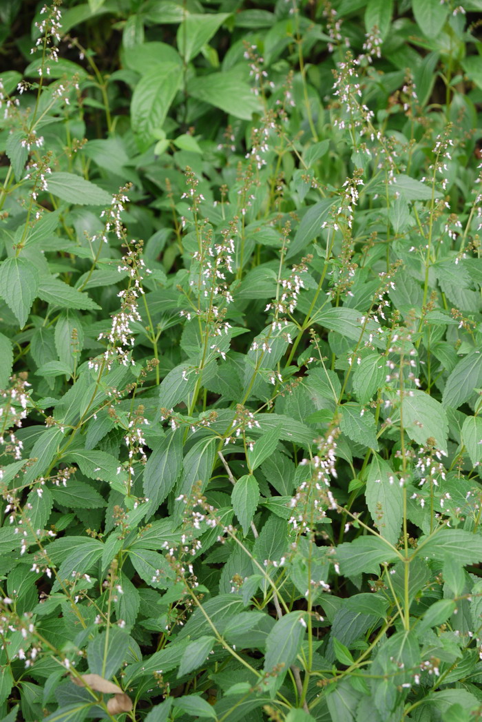 溪黄草Rabdosia serra 溪黄草Rabdosia serra