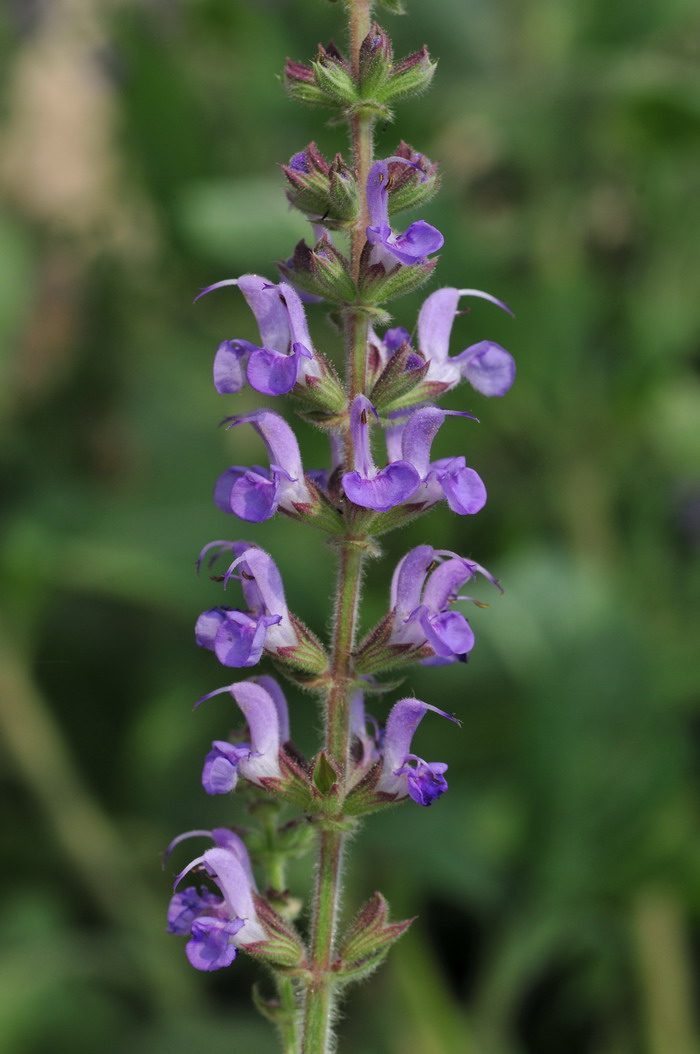 蓝色鼠尾草Salvia × sylvestris