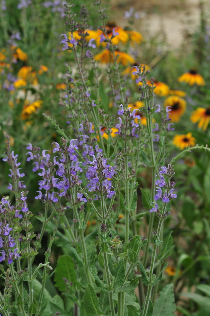 蓝色鼠尾草Salvia × sylvestris 蓝色鼠尾草Salvia × sylvestris