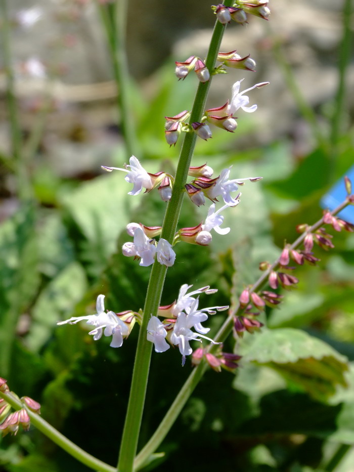 血盆草Salvia cavaleriei var. simplicifolia 血盆草Salvia cavaleriei var. simplicifolia