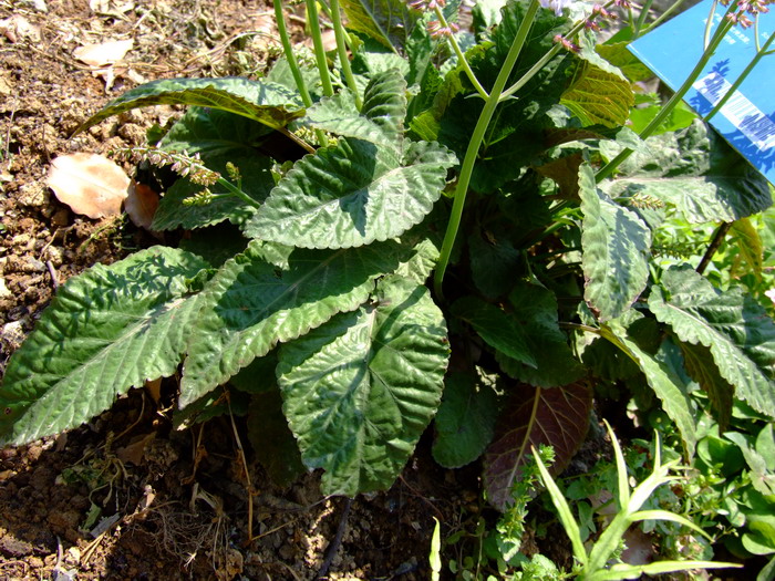 血盆草Salvia cavaleriei var. simplicifolia 血盆草Salvia cavaleriei var. simplicifolia