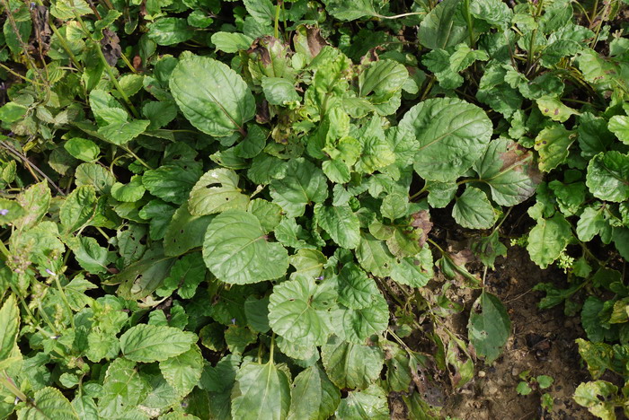 华鼠尾草Salvia chinensis