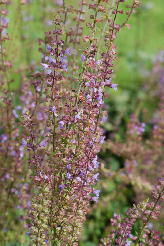 华鼠尾草Salvia chinensis 华鼠尾草Salvia chinensis