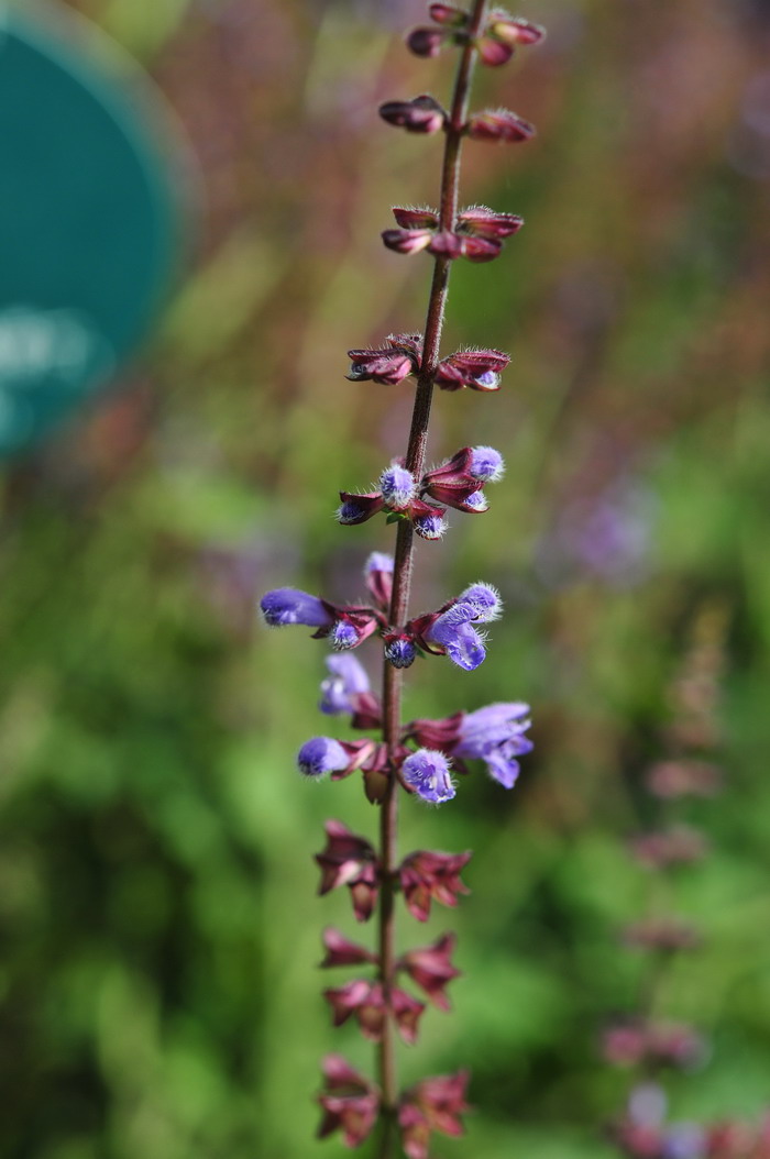 华鼠尾草Salvia chinensis