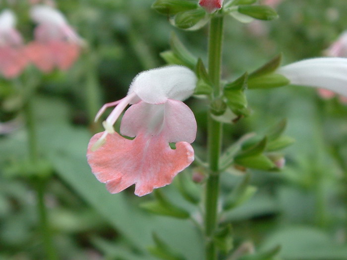 一串粉唇Salvia coccinea ‘Coral Nymph’