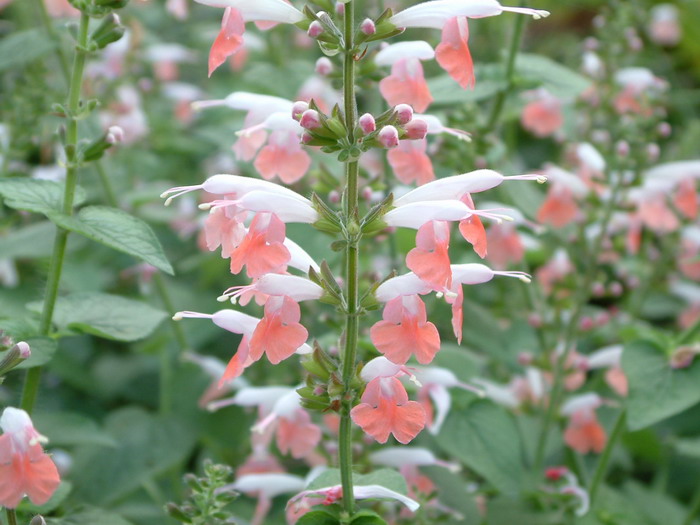 一串粉唇Salvia coccinea ‘Coral Nymph’