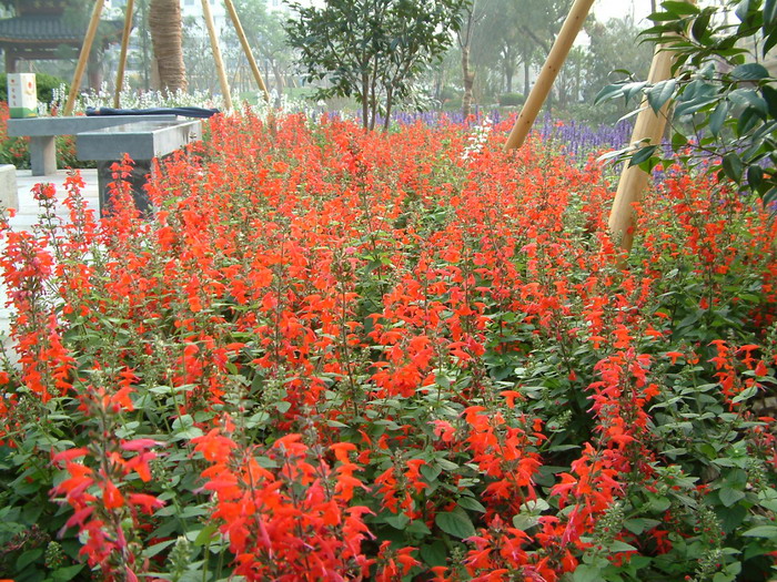 红唇Salvia coccinea 红唇Salvia coccinea