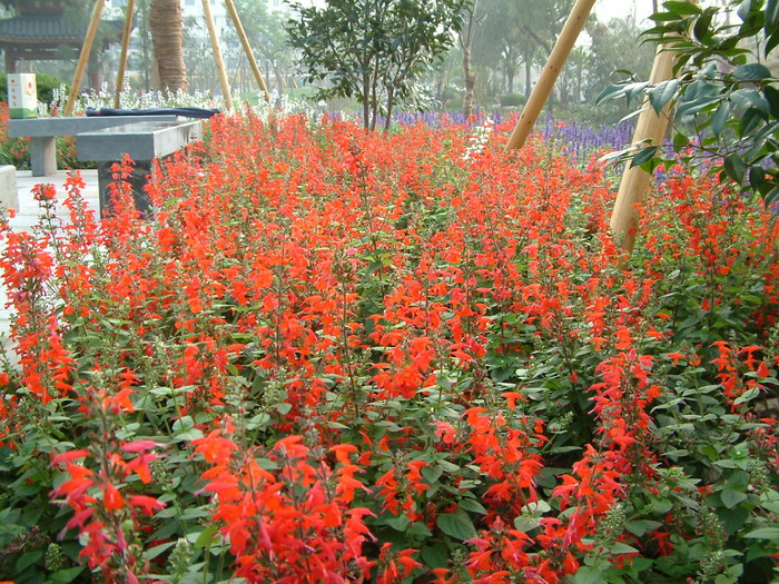 红唇Salvia coccinea