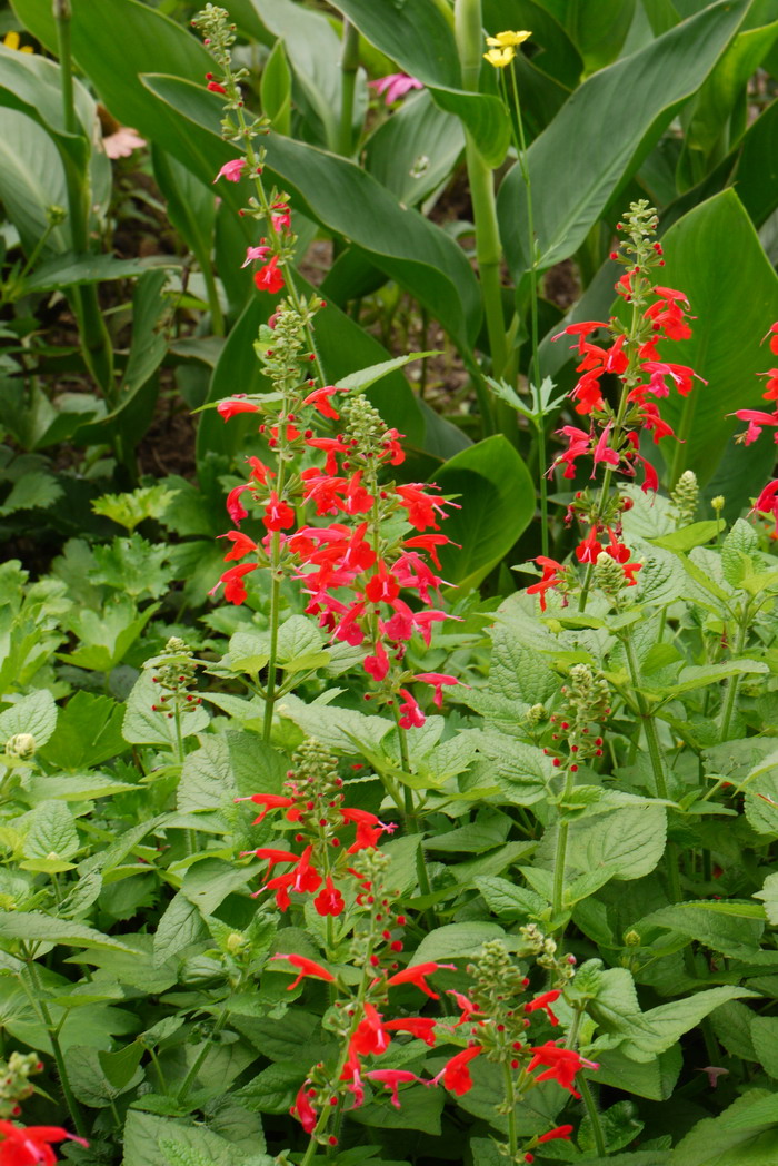 红唇Salvia coccinea