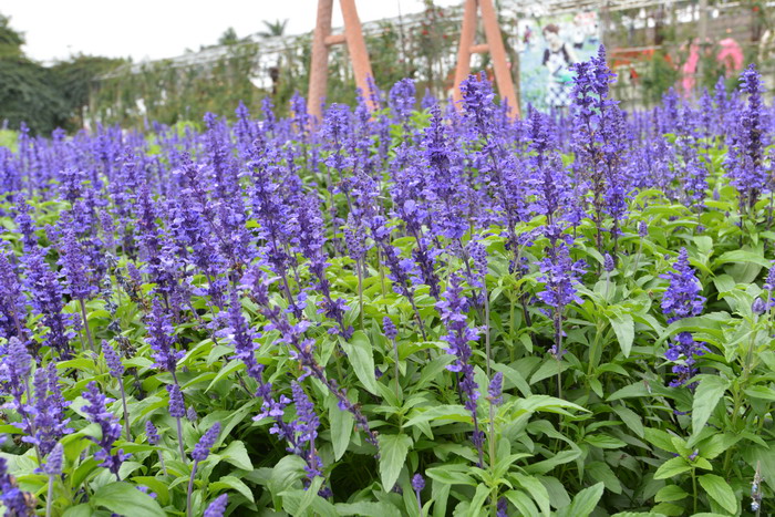蓝花鼠尾草Salvia farinacea 蓝花鼠尾草Salvia farinacea