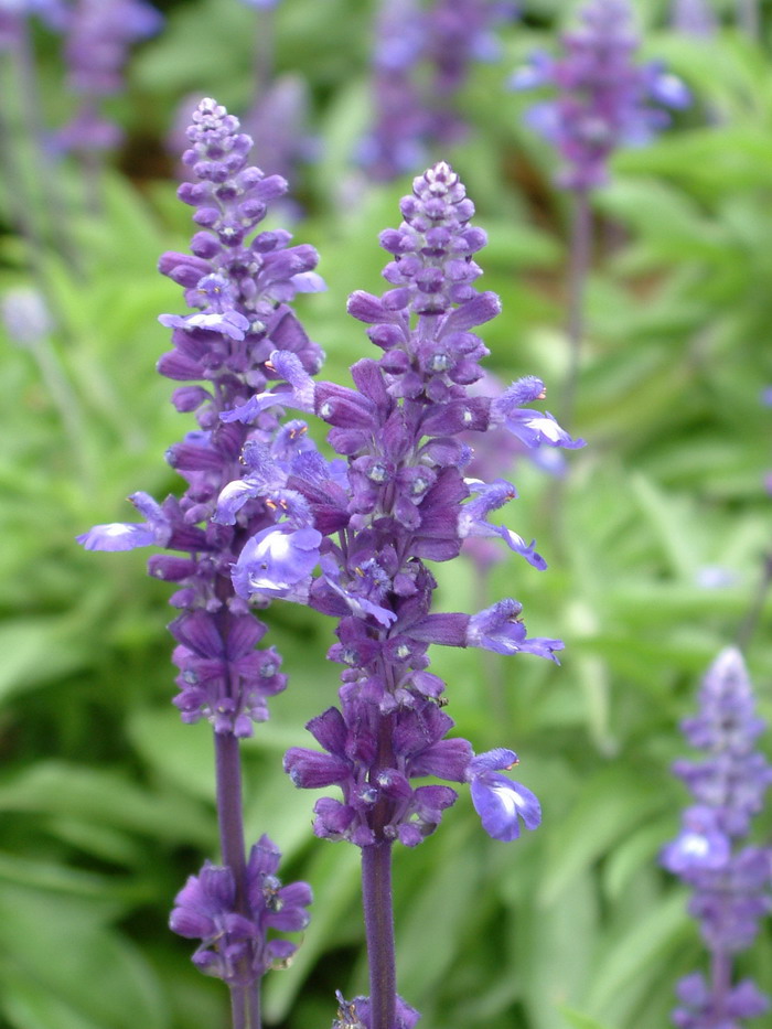 蓝花鼠尾草Salvia farinacea 蓝花鼠尾草Salvia farinacea