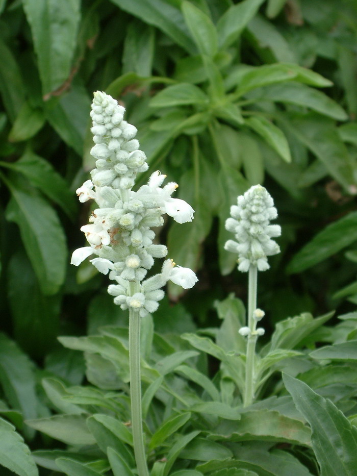 蓝花鼠尾草Salvia farinacea 蓝花鼠尾草Salvia farinacea