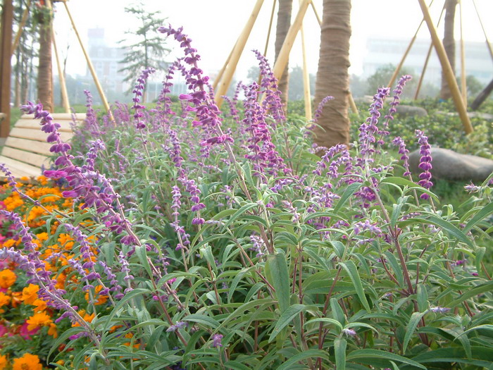 墨西哥鼠尾草Salvia leucantha 墨西哥鼠尾草Salvia leucantha