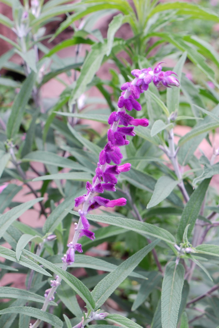 墨西哥鼠尾草Salvia leucantha 墨西哥鼠尾草Salvia leucantha