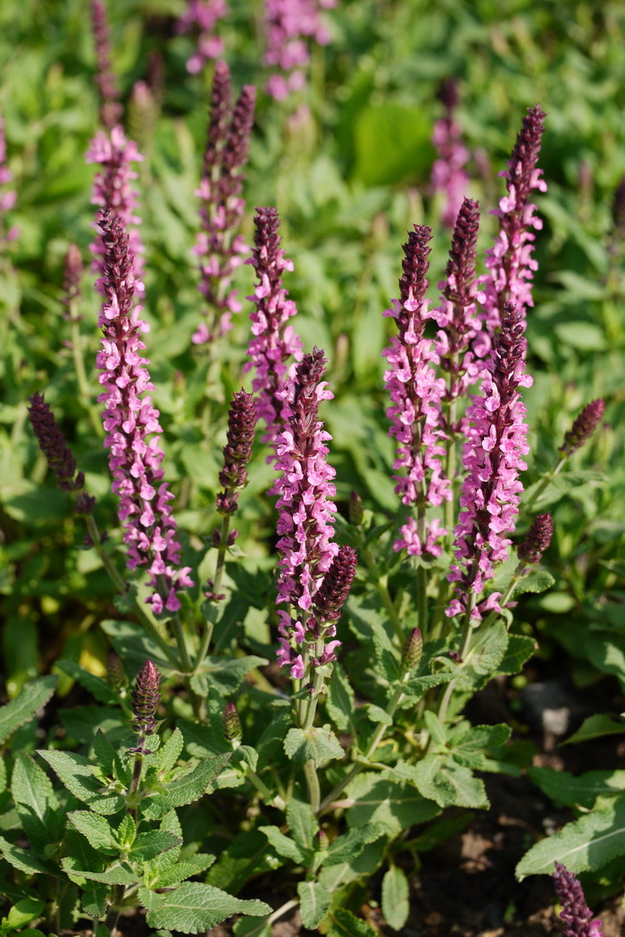 林地鼠尾草Salvia nemorosa 林地鼠尾草Salvia nemorosa