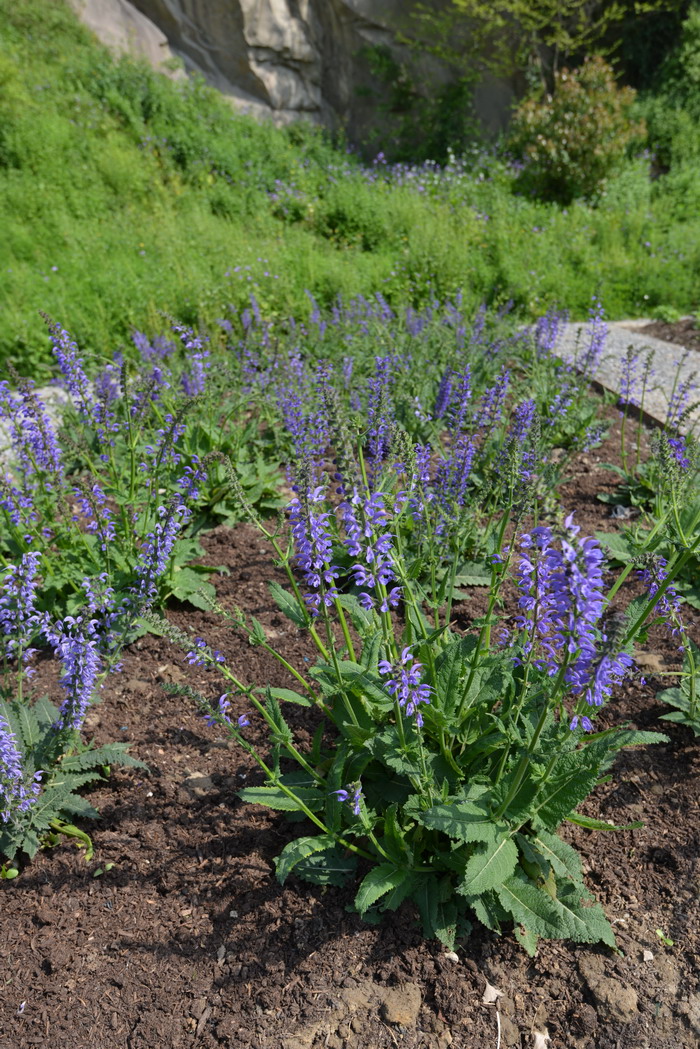 草地鼠尾草Salvia pratensis 草地鼠尾草Salvia pratensis