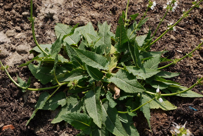 草地鼠尾草Salvia pratensis 草地鼠尾草Salvia pratensis
