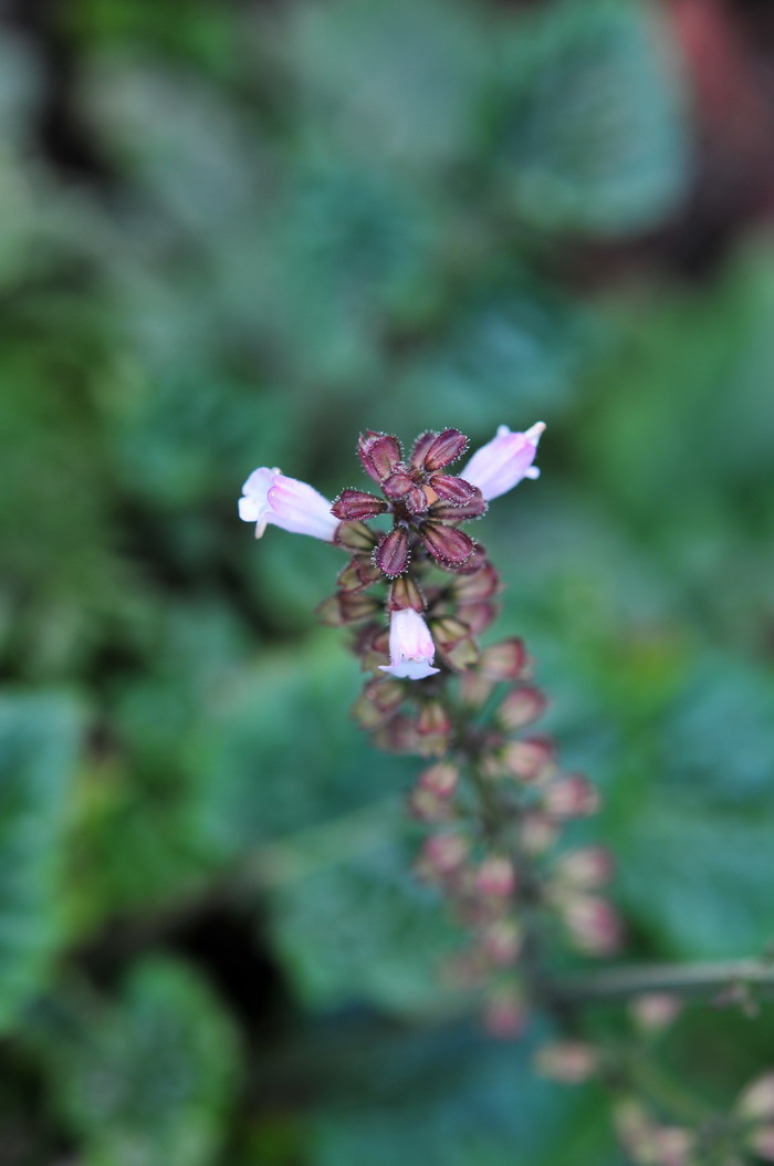 药鼠尾草Salvia officinalis 药鼠尾草Salvia officinalis