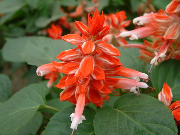 一串红Salvia splendens 一串红Salvia splendens