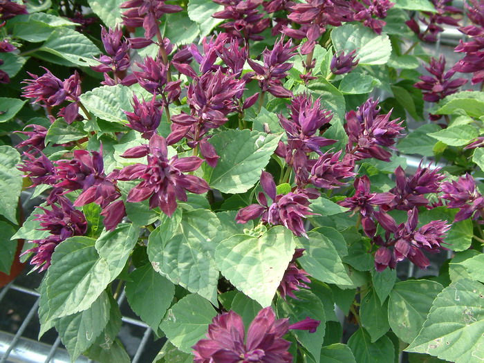 一串红Salvia splendens 一串红Salvia splendens