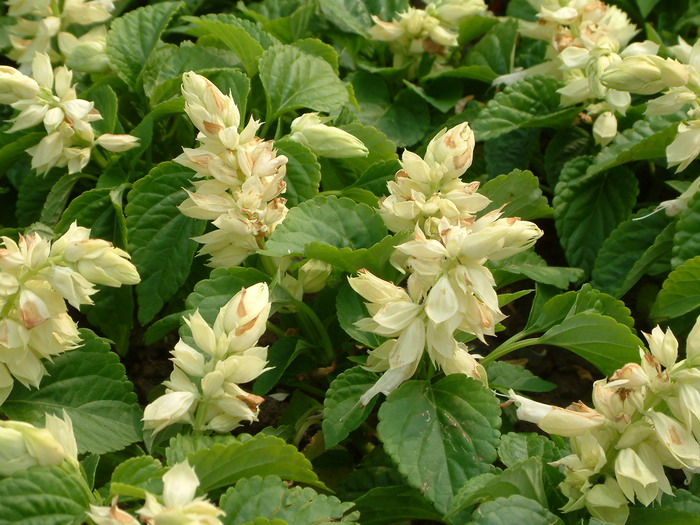 一串红Salvia splendens 一串红Salvia splendens