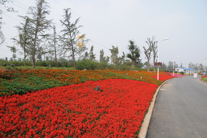 一串红Salvia splendens 一串红Salvia splendens