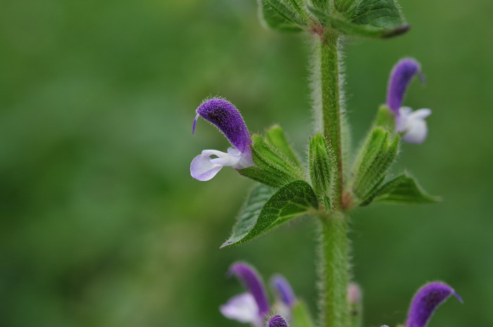 彩苞鼠尾草Salvia viridis