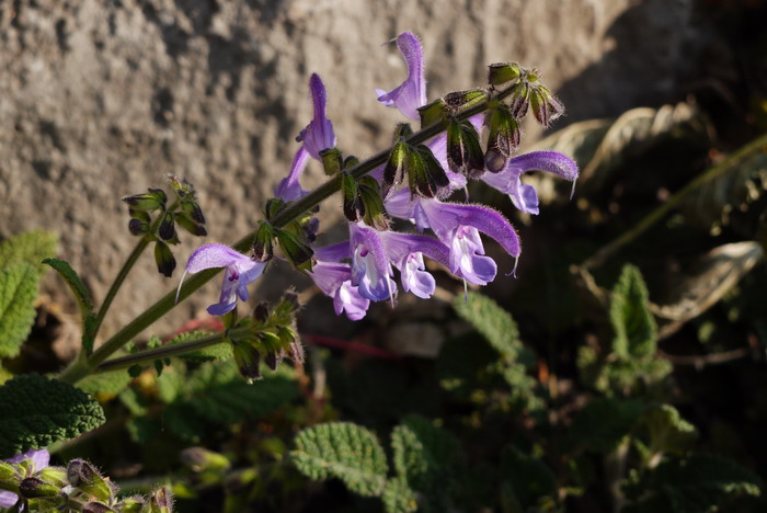 云南鼠尾草Salvia yunnanensis