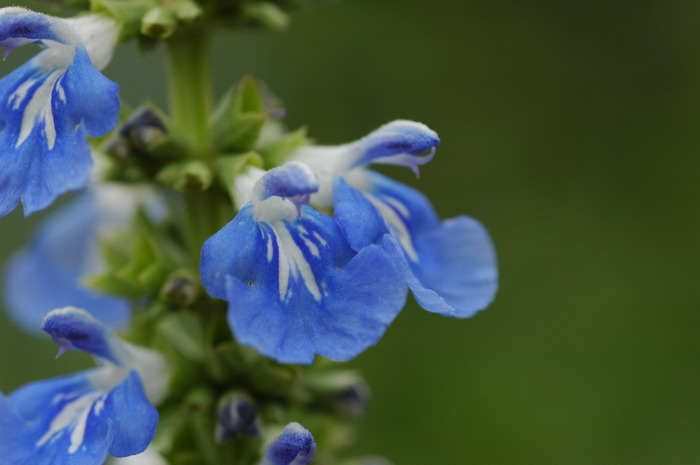 天蓝鼠尾草Salvia uliginosa 天蓝鼠尾草Salvia uliginosa