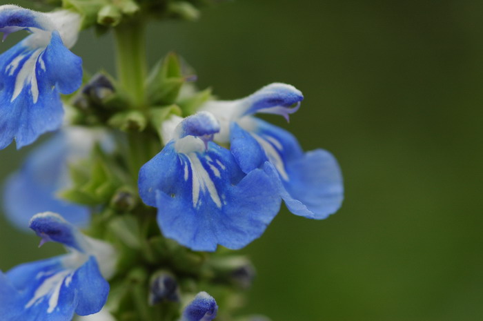 天蓝鼠尾草Salvia uliginosa