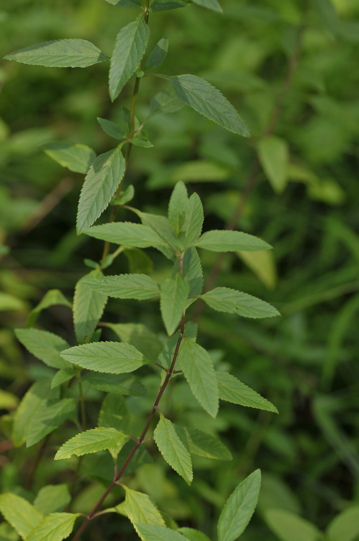 天蓝鼠尾草Salvia uliginosa