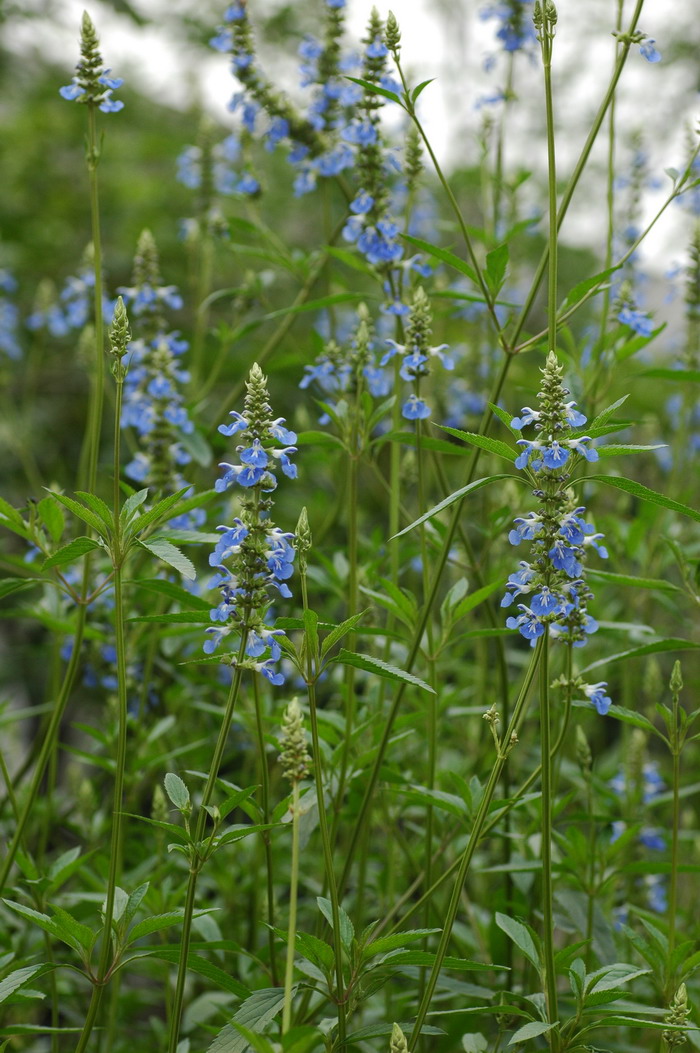 天蓝鼠尾草Salvia uliginosa 天蓝鼠尾草Salvia uliginosa