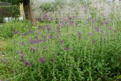 彩苞鼠尾草Salvia viridis