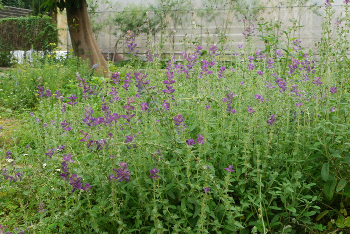 彩苞鼠尾草Salvia viridis 彩苞鼠尾草Salvia viridis