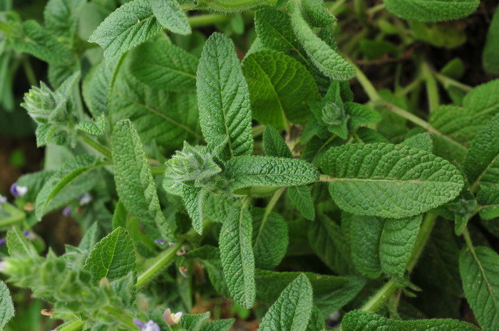 彩苞鼠尾草Salvia viridis 彩苞鼠尾草Salvia viridis