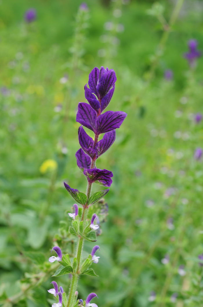 彩苞鼠尾草Salvia viridis 彩苞鼠尾草Salvia viridis