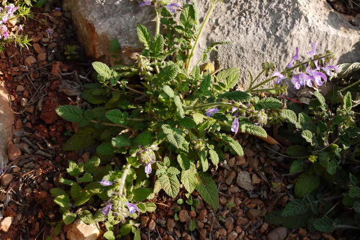 云南鼠尾草Salvia yunnanensis 云南鼠尾草Salvia yunnanensis