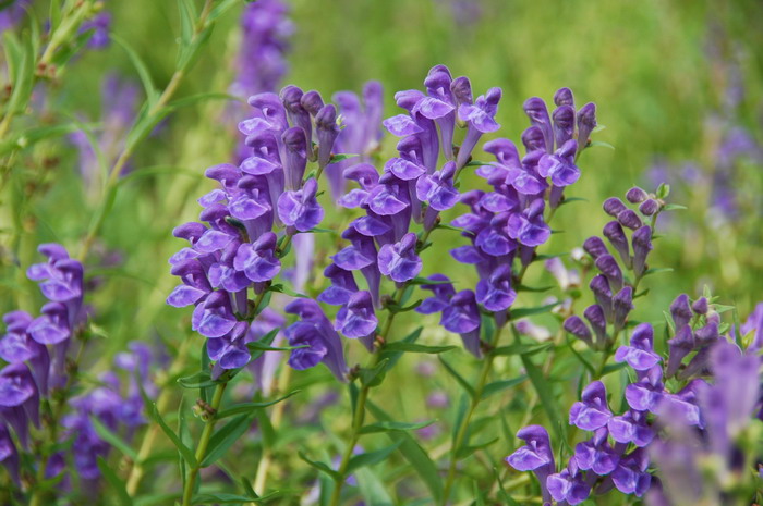 黄芩Scutellaria baicalensis