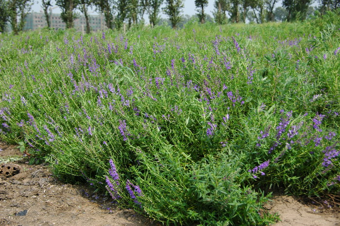 黄芩Scutellaria baicalensis 黄芩Scutellaria baicalensis