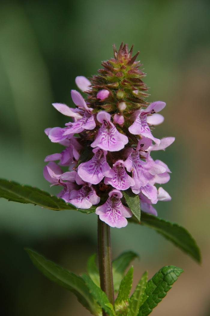 水苏Stachys japonica