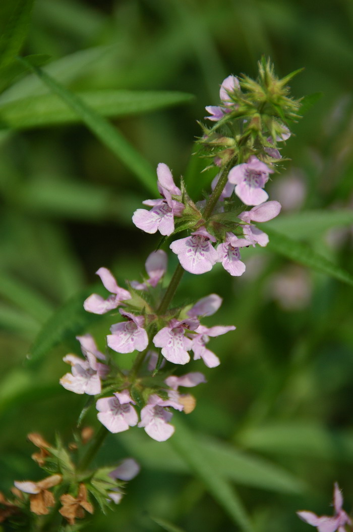 水苏Stachys japonica