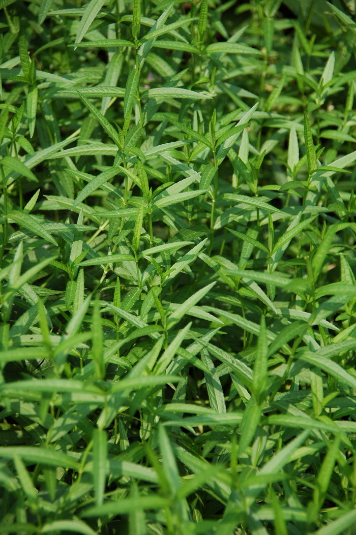 水苏Stachys japonica 水苏Stachys japonica