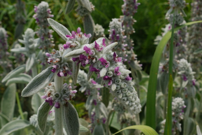 棉毛水苏Stachys lanata 棉毛水苏Stachys lanata