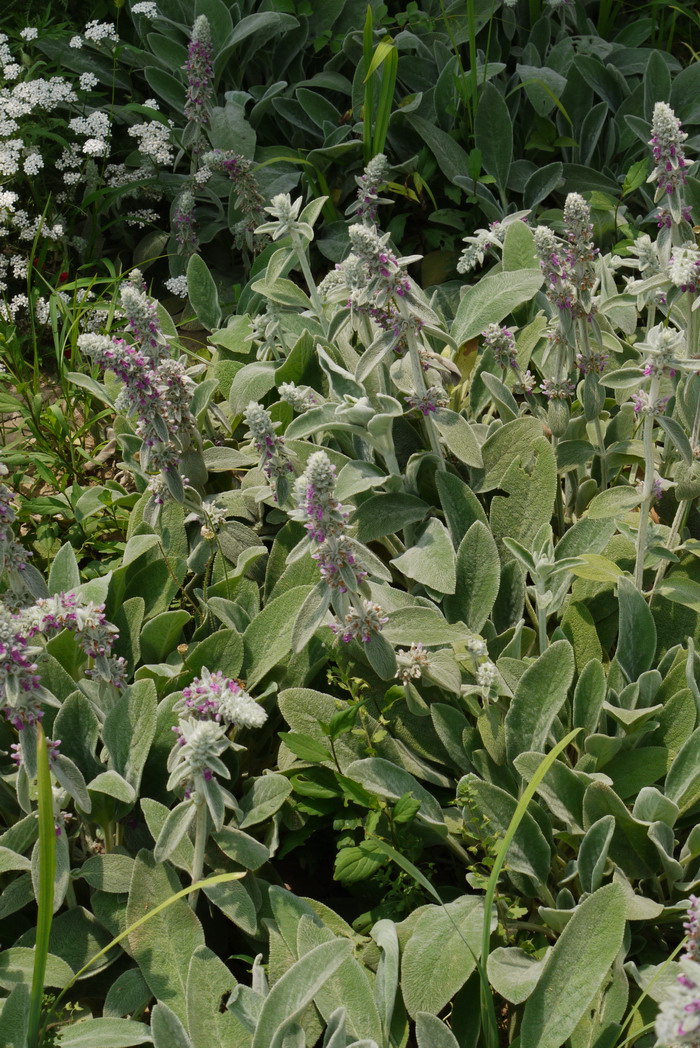 棉毛水苏Stachys lanata 棉毛水苏Stachys lanata
