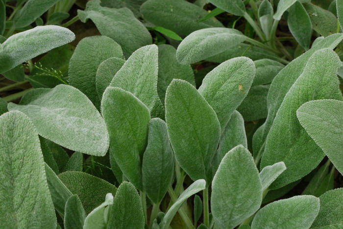 棉毛水苏Stachys lanata 棉毛水苏Stachys lanata