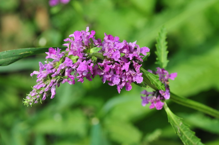 大花药水苏Stachys macrantha 大花药水苏Stachys macrantha