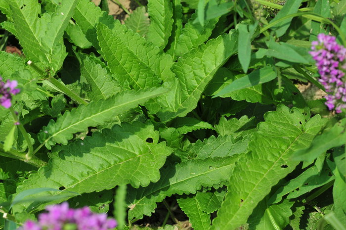 大花药水苏Stachys macrantha