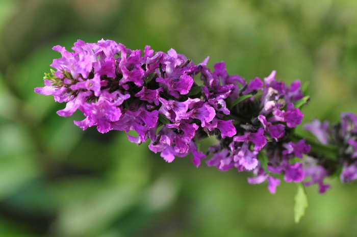 大花药水苏Stachys macrantha 大花药水苏Stachys macrantha